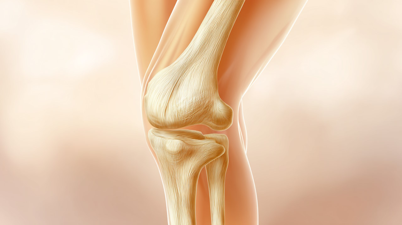 آناتومی زانو – هر آنچه باید بدانید به زبان ساده