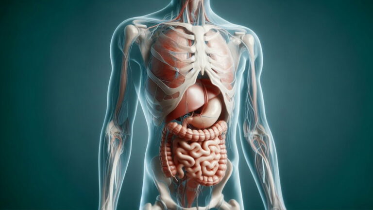 آناتومی شکم انسان – به زبان ساده
