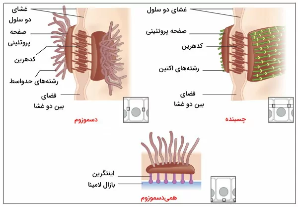 اتصالات لنگری بین سلول های بافت پوششی