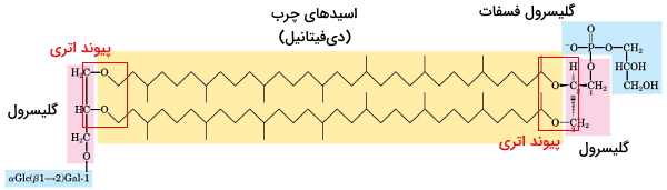 ساختار لیپیدهای آرکئاباکتری ها از دو اسید چرب و دو گلیسرول تشکیل شده است