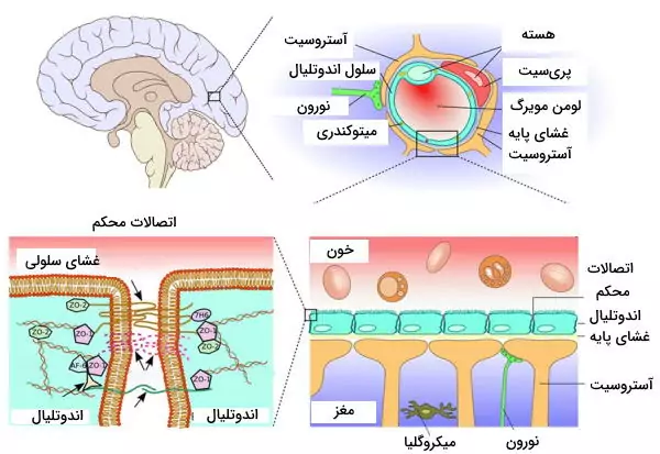 سلول های سد خونی مغزی