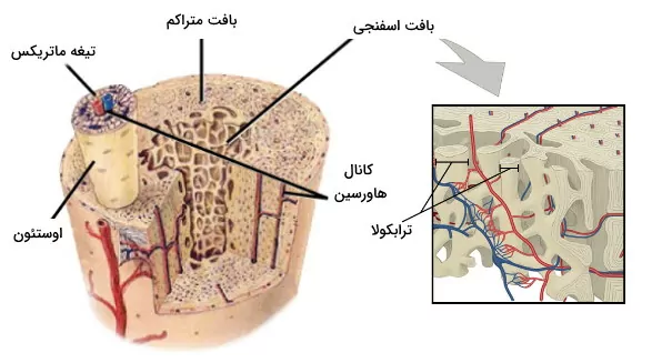 انواع بافت استخوانی