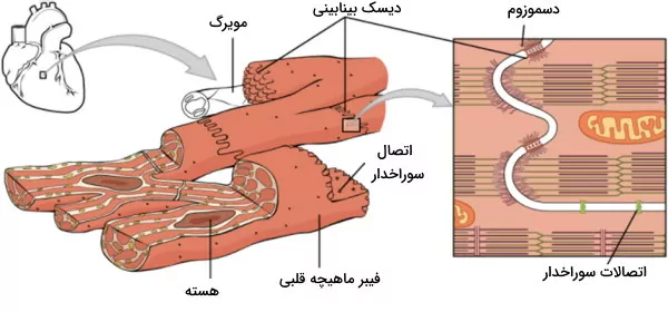 سلول های بافت ماهیچه قلبی