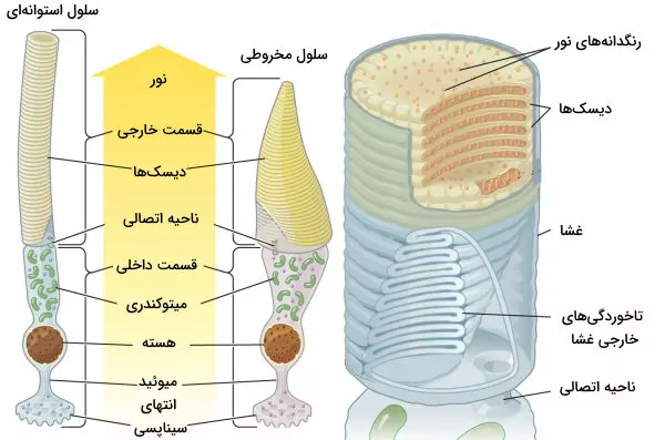 کشل گیرنده های نوری چشم انسان