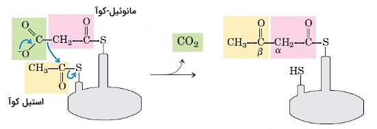در اولین مرحله از واکنش سنتز اسید های چرب استیل کوآ و مانوئیل کوآ ترکیب می شود 