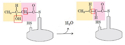 جدا شدن مولکول آب در مراحل سنتز اسید چرب