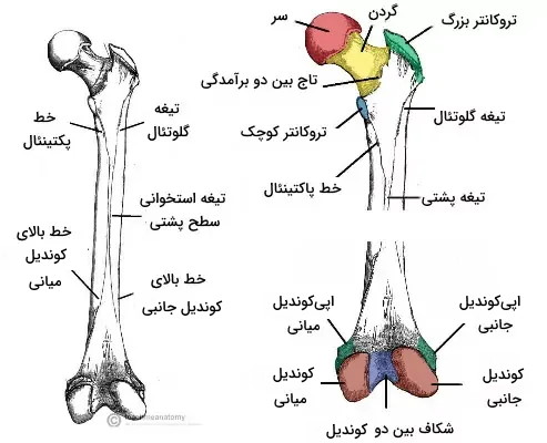 تصویر مناطق آناتومیک در سطح پشتی استخوان فمور 