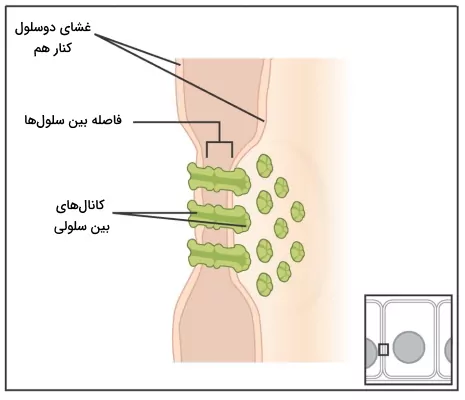 اتصالات سوراخدار بین سلول های بافت پوششی