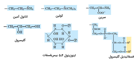 ساختار گروه های شیمیایی اضافه شده به فسفات گلیسروفسفولیپیدها 