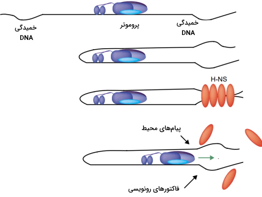 مکانیسم پروتئین های شبه هیستونی برای بیان ژن 