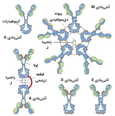 ساختار ایمونوگلوبولین ها