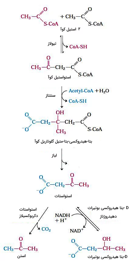 مسیر سنتز اجسام کتونی از استیل کوآنزیم A