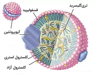 ساختار لیپوپروتئین