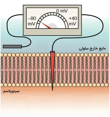 پتانسیل الکتریکی غشای سلول عصبی