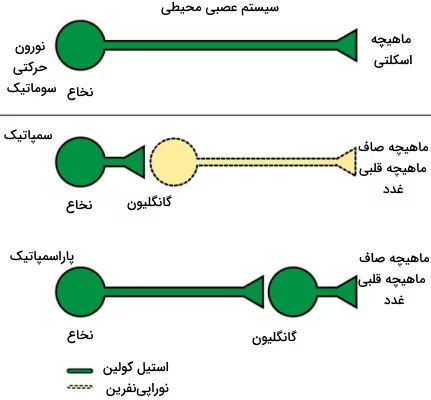 مسیر حرکت و انتقال دهنده عصبی نورون های حرکتی