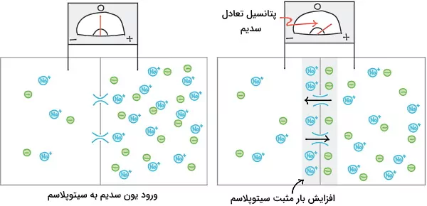 عبور یون سدیم از غشای سلول عصبی