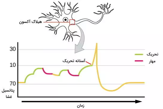 نمودار تجمیع پیام عصبی در هیلاک آکسون