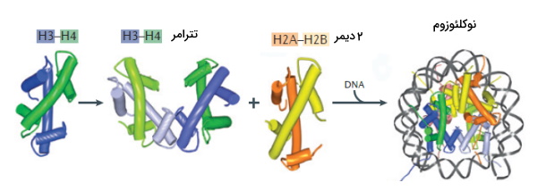 ساختار هیستون ها و dna در نوکلئوزوم 