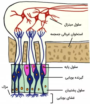 شکل گیرنده بویایی