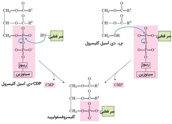تفاوت سنتز فسفولیپید و چربی