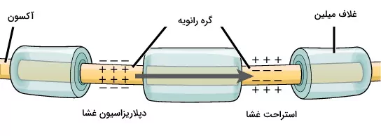 انتقال جریان الکتریکی در گره رانویه