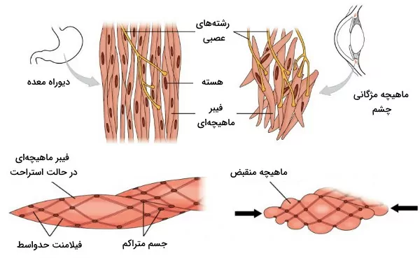 شکل سلول‌ها در بافت ماهیچه صاف