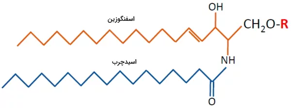 ساختار سرآمید - تفاوت چربی و اسفنگولیپید
