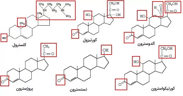 ساختار هورمون های استروئیدی - تفاوت چربی و استروئید