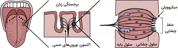 شکل گیرنده چشایی