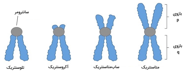 شکل انواع کروموزوم بر اساس جایگاه سانترومر 