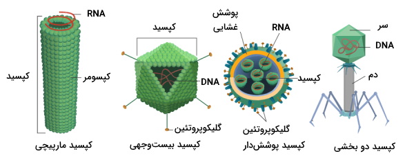 شکل کپسید ویروس ها - تفاوت ویروس و ویروئید