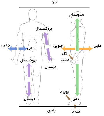 موقعیت اندام ها نسبت به هم در آناتومی بدن انسان 