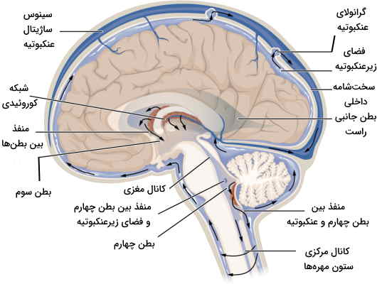 جریان مایع مغزی نخاعی در مغز انسان 