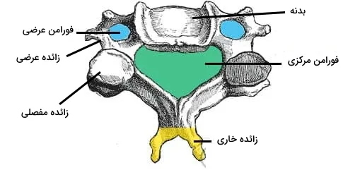 آناتومی مهره های گردن 