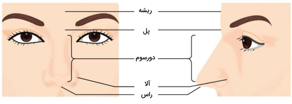 آناتومی بخش خارجی بینی 