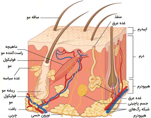 آناتومی پوست 
