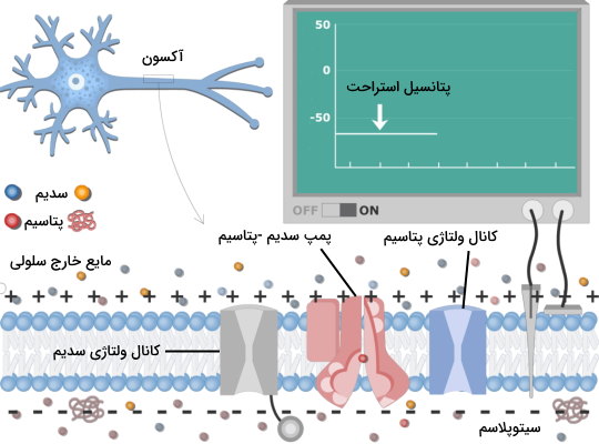 پتانسیل استراحت غشای نورون 