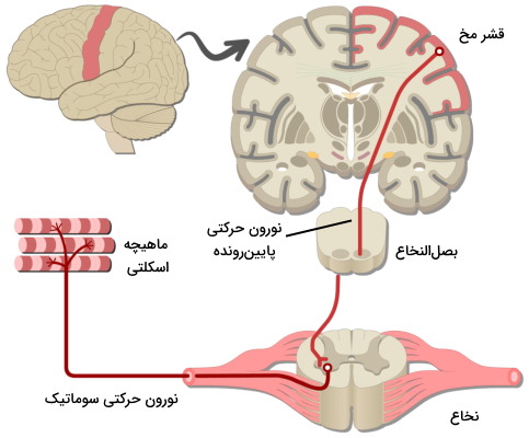 ارتباط نورون های حرکتی با مغز انسان 