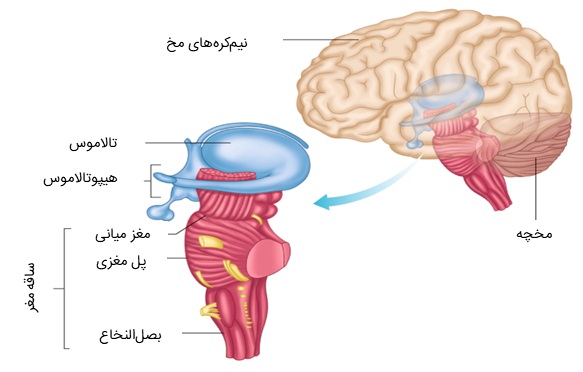 ساقه مغز - بصل النخاع - مغز میانی - ساختار ساقه مغز - پل مغزی