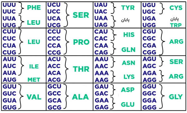 جدول کدون های آمینواسید در ژن 