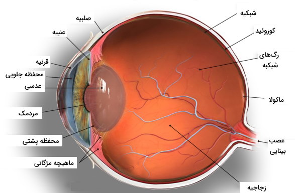 آناتومی چشم انسان 