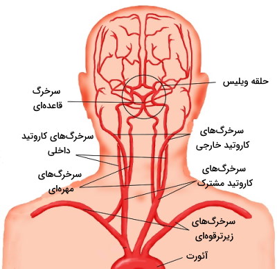 سرخرگ های اصلی سر و گردن 