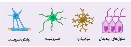 سلول های گلیای مغز انسان 