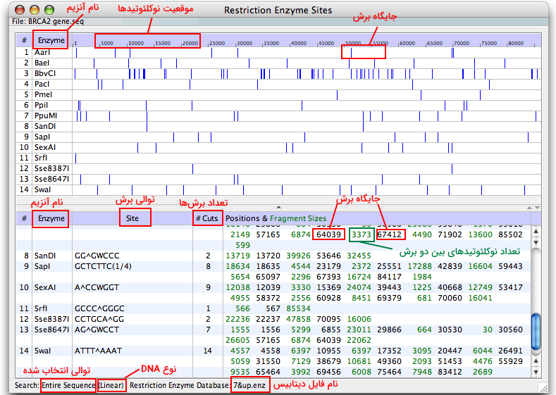 آنالیز جایگاه برش آنزیم محدودکننده با نرم افزار oligo