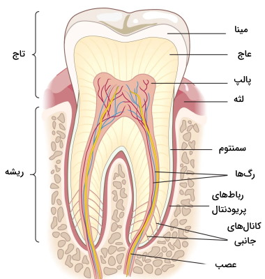 آناتومی دندان انسان 
