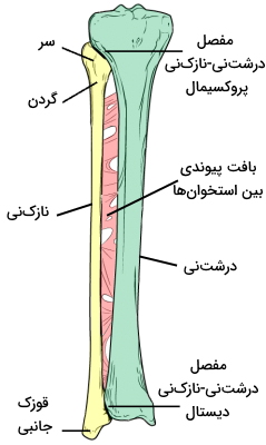 آناتومی استخوان ساق پا 