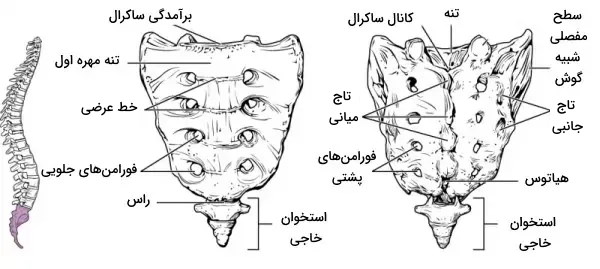 آناتومی استخوان خاجی 