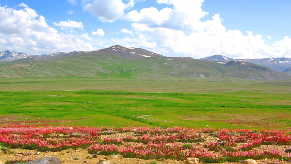 فلات دیوسایی با زمینی پوشیده از گیاهان سبز و گل در نزدیکی و کوه های سبز در فاصله دور