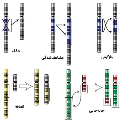 انواع جهش های ژنتیکی کروموزوم 