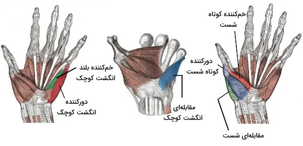 آناتومی ماهیچه های دست 